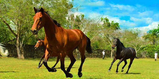 Horse riding balaclava equestrian centre (5)